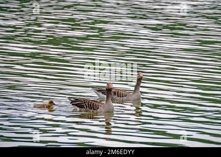 Ein Paar graue Gänse (Anser anser) mit einem jungen Vogel, der auf einem See schwimmt Stockfoto