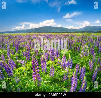 Wunderschönes Feld mit Lupinen Stockfoto