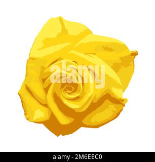 Gelbe Rose isoliert auf weißem Hintergrund. Eine Rose ist eine holzige, mehrjährige Blütenpflanze der Gattung Rosa, in der Familie Rosacea Stockfoto