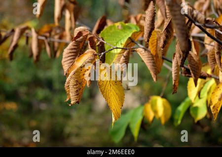 Herbstbäume. Gelbliche Ulmenblätter auf einem Ast Stockfoto