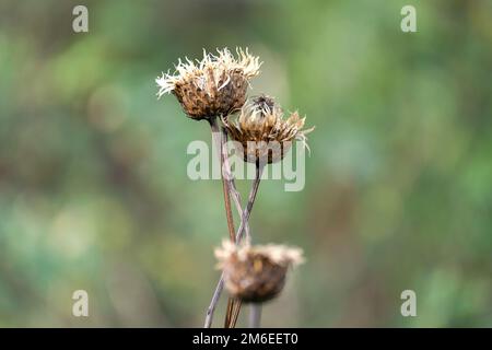 Trockene Blume auf grünem Hintergrund. Trockenes Herbstgras mit Samen in der Mitte Stockfoto