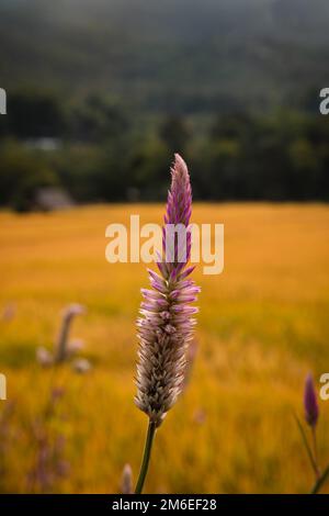 Nahaufnahme der rosa Blume (Celosia spicata) neben einem Reisfeld im Norden Thailands Stockfoto