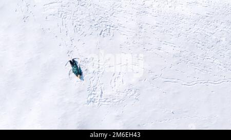 Glückliches Mädchen, das auf Schnee liegt und eine Schneeengel-Figur macht Stockfoto