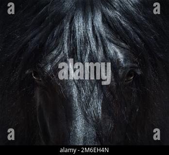 Andalusisches schwarzes Pferd mit langer Mähne. Porträt Nahaufnahme. Kann zur Dekoration, zum Innenausdruck verwendet werden. Stockfoto