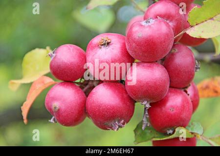 Rote und reife Ranetki-Äste. Paradiesäpfel aus der Nähe. Paradiesäpfel hängen am Ast Stockfoto