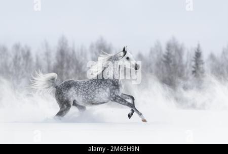 grauarabisches Pferd galoppiert während Schneesturm über das Winterschneefeld. Seitenansicht. Stockfoto