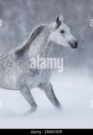 graues arabisches Pferd, das während eines Schneesturms über das Winterschneefeld gerannt ist. Seitenansicht. Stockfoto