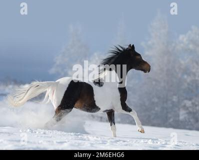 Amerikanisches Malpferd, das über die verschneite Wiese galoppiert. Wunderschöne Winterlandschaft mit schneebedeckten Bäumen. Stockfoto