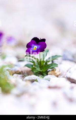 Ein Porträt einer einzelnen kleinen, isolierten violetten Weichei- oder Wittrockiana-Veilchen-Blume, die in einem Garten zwischen den Kieseln eines Weges steht. Stockfoto