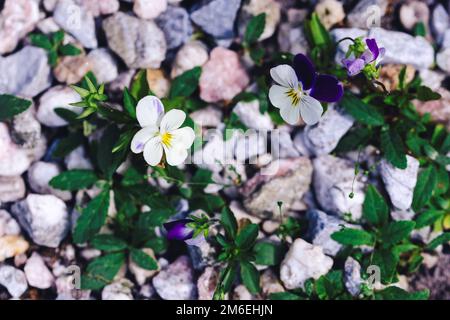 Ein Porträt von weißen und dunkellila Violarblüten, die sich zwischen einigen Kieseln auf einem Gartenweg färbten. Die Wittrockiana-Weichei-Wildblume ist wunderschön Stockfoto