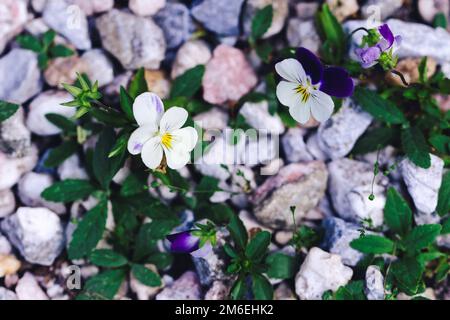 Ein Nahporträt von weißen und dunkellila Violarblüten, die sich zwischen einigen Kieseln auf einem Gartenweg färbten. Die wittrockiana-Weichei-Wildblume ist BEA Stockfoto