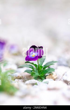 Ein lebendiges, farbenfrohes Porträt einer einzelnen kleinen, isolierten violetten Schwuchtel- oder Wittrockiana-Veilchen-Blume, die in einem Garten zwischen den Kieseln eines Weges steht. Stockfoto