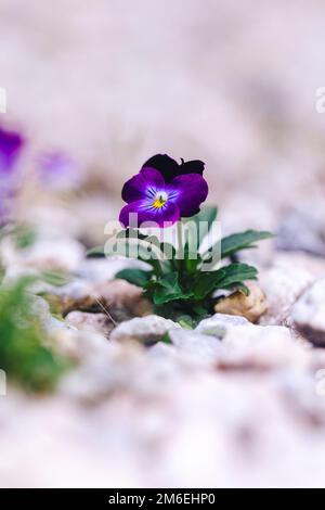 Nahaufnahme einer einzelnen kleinen, isolierten violetten Weichei- oder Wittrockiana-Veilchen-Blume, die in einem Garten zwischen den Kieseln eines Weges steht. Stockfoto