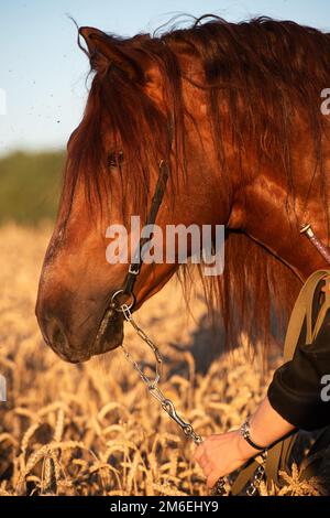 Kastanienhengst mit langer Mähne auf Weizenfeld. Sommer. Schließen Stockfoto