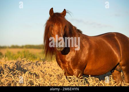 Kastanienhengst mit langer Mähne auf Weizenfeld. Sommer Stockfoto