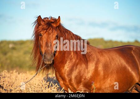 Porträt des Kastanienhengstes auf dem Weizenfeld. Sommer Stockfoto