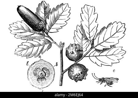 Gallenmutter, Eichenmutter, Marmorgallen-Wespe (Andricus kollari) Quercus robur. Exkreszenz, die in verschiedenen Teilen von Pflanzen entsteht, wie z. B. Knöpfen, Blättern und fru Stockfoto