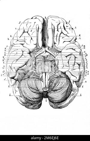 Diagramm des menschlichen Gehirns. Antike Illustration aus einem Medizinbuch. 1889. Stockfoto