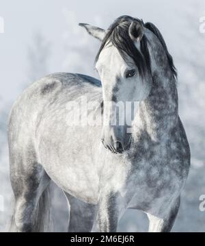 Spanisches Vollblüter-Graupferd im Winterwald. Monochromatisches vertikales Winterbild im Freien. Stockfoto