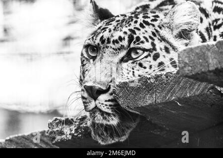 Ein schwarz-weißes Porträt des Kopfes eines amur-Leoparden, der auf einer hölzernen Plattform liegt und sich in einem Zoo in Belgien umsieht. Das Raubtier hat Bl Stockfoto