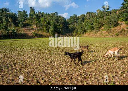 Wunderschöne Landschaft mit Ziegen im Hintergrund am Arthur Lake in Bhandardara in Maharashtra, Indien Stockfoto