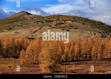 Die Natur der Magadan-Region. Helle, niedrige Hügel in der Tundra, bedeckt mit Gras und bunten Bäumen. Russische Tundra Stockfoto