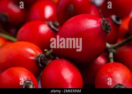Frisch gepflückte Hagebutten. Vollbildaufnahme der Hagebutte oder Hagebutte, allgemein bekannt als der Hund Rose Rosa canina Stockfoto