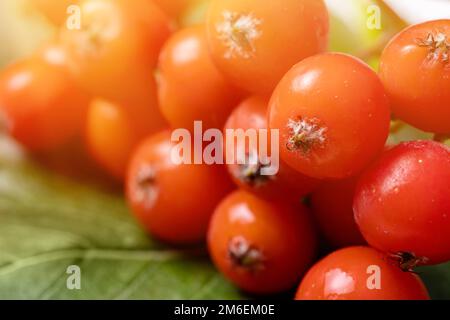 Ein Haufen roter Rowan im Herbstblatt. Helle rote Rowan-Beeren mit Blättern im Herbst. Stockfoto