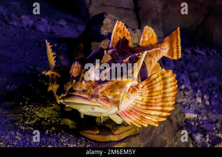 Sommer 2016 - Wladiwostok, Russland - Primorsky Ozeanarium auf der russischen Insel. Wunderschöne abendliche Beleuchtung von Skulpturen von Stockfoto