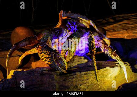 Sommer 2016 - Wladiwostok, Russland - Primorsky Ozeanarium auf der russischen Insel. Wunderschöne abendliche Beleuchtung von Skulpturen von Stockfoto