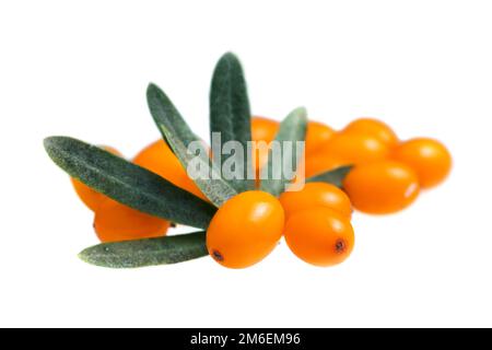 Sanddorn. Frische reife Beeren mit Blättern auf weißem Hintergrund Stockfoto