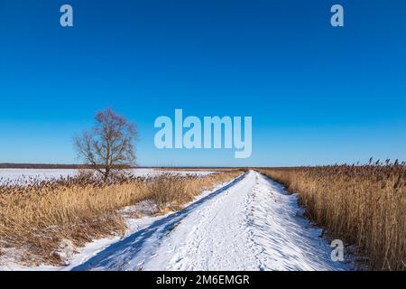 Im Winter In Der Nähe Von Ahrenshoop Auf Fischland-Darß. Stockfoto