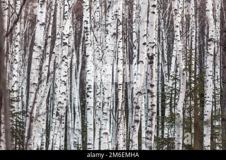 Die unberührte Natur des Zeya-Reservats. Birch Grove. Weiße Birkenstämme liegen dicht beieinander Stockfoto