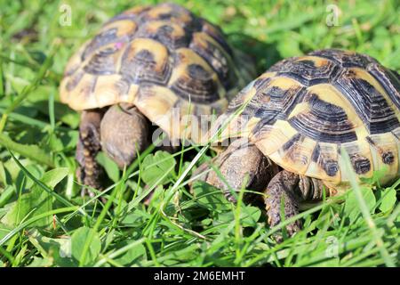 Hermanns Schildkröte (Testudo hermanni boettgeri) Stockfoto