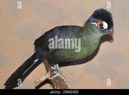 Bird Hartlaub's Turaco (Latin. Tauraco hartlaubi), Blue-thodoco tauraco - Arten endemischer Vögel f Stockfoto