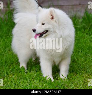 Samoyerter Hund (Samoyerter, Samoyerter Husky, Samoyerter Spitz, sammi) auf einem Spaziergang an einem Sommertag Stockfoto