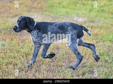 Deutscher Drahthaar-Zeiger oder Drahthaar (Deutsch Drahthaar, Deutscher Drahthaariger Vorstehhund) auf t Stockfoto