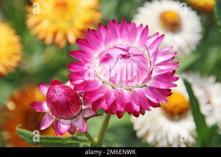 Xerochrysum bracteatum blüht im Garten. Schöne Erdbeerblume in Blüte. Goldenes Everla Stockfoto