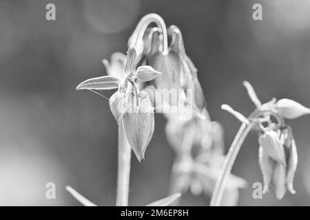 Wilde Orchidee auf einer Wiese. Schwarzweiß-Aufnahme. Blumenfoto aus der Natur. Querformat Stockfoto