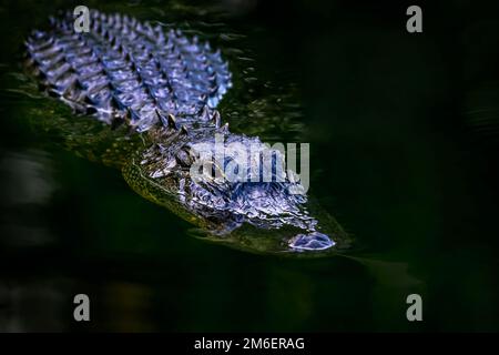 Amerikanischer Alligator (Alligator mississippiensis), versteckt im dunklen Wasser, Big Cypress National Reserve, Florida, Vereinigte Staaten. Stockfoto