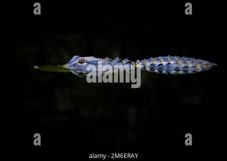 Amerikanischer Alligator (Alligator mississippiensis) Jugendliche, versteckt im dunklen Wasser, Big Cypress National Reserve, Florida, Vereinigte Staaten. Stockfoto