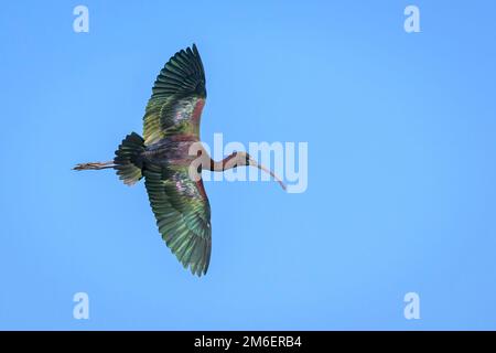 Glossy ibis (Plegadis falcinellus), Flugzeuge gegen den blauen Himmel, Venedig und Umgebung Audubon Rookery, Florida, USA. Stockfoto