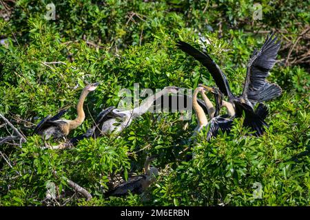 Anhinga (Anhinga anhinga) ernähren junge Menschen mit vielen Kämpfen im Nest, Venedig Rookery, Florida, USA. Stockfoto
