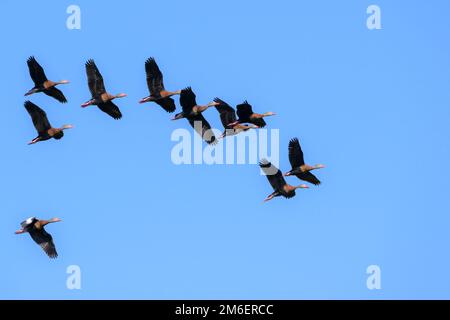 Schwarzbauch-Whistling-Duck (Dendrocygna autumnalis) fliegt mit blauem Himmel, Venedig-Rookery, Florida, USA Stockfoto