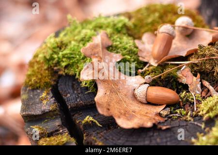 Eicheln und Eichenblätter auf einem Stumpf Stockfoto