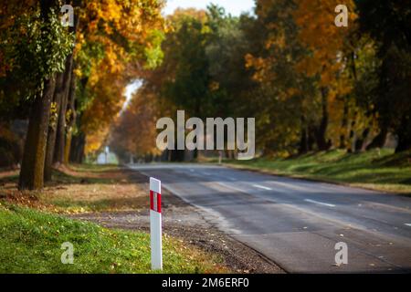 Gepflasterte Straße durch den Wald mit Herbstbäumen Stockfoto