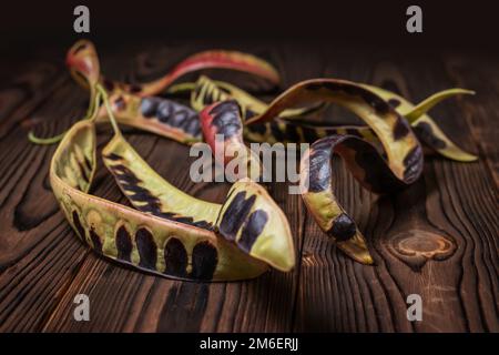 Akaziensamen. Schwarze Heuschrecke. Akazie auf Holzhintergrund. Stockfoto