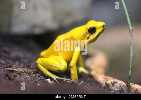 Phyllobates bilis Stockfoto