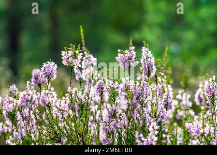 Waldheideerblüten im sonnigen Aufklärungsraum. Stockfoto