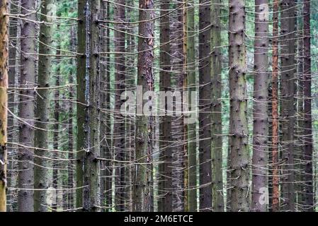 Stämme von Fichtenbäumen mit trockenen Zweigen im Wald. Stockfoto